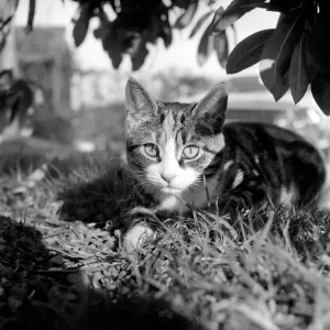 Die Abbildung zeigt einen Katzen sitzend still unter einem Baum und blickt in die Kamera