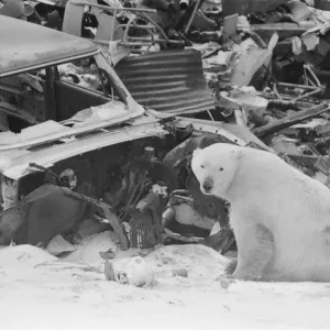 Una Airlift para los Osos Polares de Manitoba, Canadá. Una Airlift para los Osos Polares de Manitoba, Canadá.