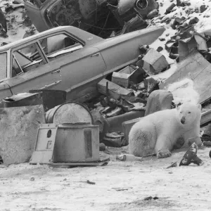 Picture shows Oscar the bear, spotted at a car scrap yard in Churchill, Canada Picture shows Oscar the bear, spotted at a car scrap yard in Churchill, Canada