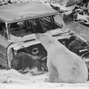 Picture shows Oscar the bear, spotted at a car scrap yard in Churchill, Canada Picture shows Oscar the bear, spotted at a car scrap yard in Churchill, Canada
