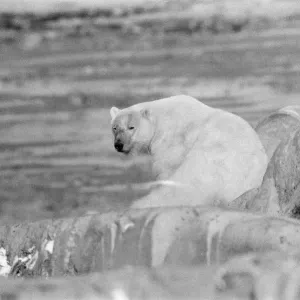 La Operación Oso: Un Airlift para Rescatar a los Osos Polares de Churchill, Canadá. La Operación Oso: Un Airlift para Rescatar a los Osos Polares de Churchill, Canadá.