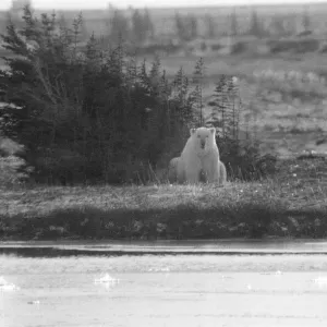 Picture shows a Polar Bear at Churchill, Northern Canada Picture shows a Polar Bear at Churchill, Northern Canada