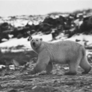 Picture shows a Polar Bear at Churchill, Northern Canada Picture shows a Polar Bear at Churchill, Northern Canada