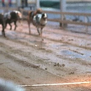 Some Picture wins semi final of the Greyhound Derby June 1997 in second place Stows Val