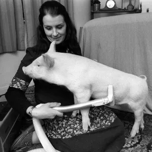 The pig called oinkers gets a scrub in the bath from the lady who saved his bacon The pig called oinkers gets a scrub in the bath from the lady who saved his bacon