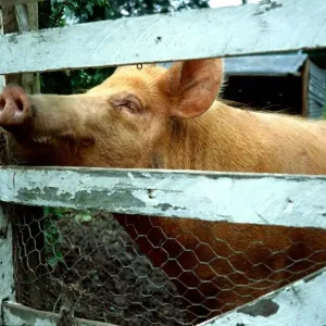 Pig looking through garden fence January 1980 A&copy;Mirrorpix