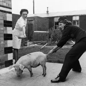 A pig makes his way in a Liverpool Fire Station. Picture taken 20th January A pig makes his way in a Liverpool Fire Station. Picture taken 20th January