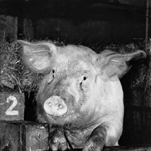 A pig peering out from his sty August 1984 P004243