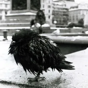 A pigeon huddles on one leg in Trafalgar Square in the snow December 1981