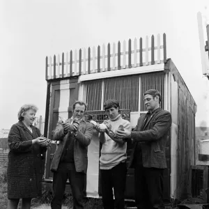 Pigeon racing season starts in Brotton, North Yorkshire. 1972 Pigeon racing season starts in Brotton, North Yorkshire. 1972