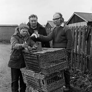 Pigeon racing season starts in Guisborough, North Yorkshire. 1973