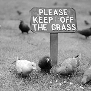 Pigeons disregarding the sign Please Keep Off the Grass whilst feeding on grass seed in a