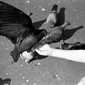 Pigeons in Trafalgar Square. January 1939 OL307J-005