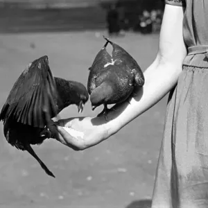 Pigeons in Trafalgar Square. January 1939 OL307J-007