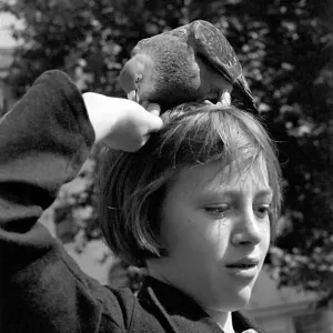 Pigeons in Trafalgar Square. January 1939 OL307J