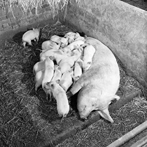 Piglets feeding from their mother. February 1953 D645-002
