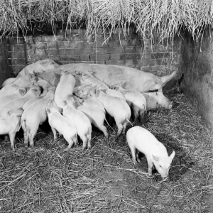 Piglets feeding from their mother. February 1953 D645 Piglets feeding from their mother. February 1953 D645