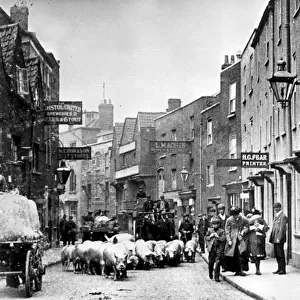 Pigs arriving in Bristol by boat from Ireland were herded through the streets to
