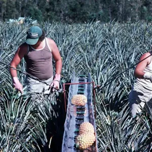 Pineapples being harvested with machine in Queensland