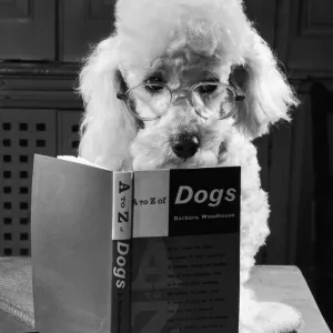 Ping Pong the poodle, studying the contents of the A-Z of Dogs
