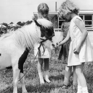 Pinocchio three years old and 29in high is one of the smallest ponies in the country Pinocchio three years old and 29in high is one of the smallest ponies in the country