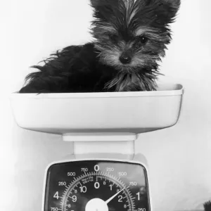 Pint Size Penny Yorkshire Terrier Print Pint Size Penny Yorkshire Terrier Print