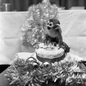 Pip the Squirrel Monkey Print, Chester Zoo 1978 Pip the Squirrel Monkey Print, Chester Zoo 1978
