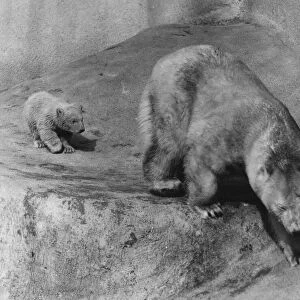 Pipaluk polar bear cub with his mother Sally at London Zoo