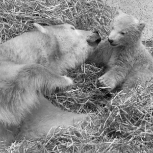 Pipaluk the polar bear cub ventures out of his private den on to the Mappin Terraces Pipaluk the polar bear cub ventures out of his private den on to the Mappin Terraces