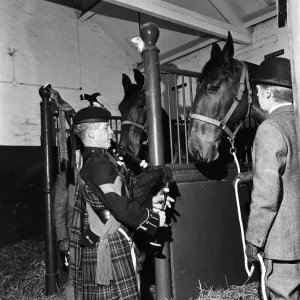 Piper Mitch Mitchinson plays bagpipes to Newcastle Brewery dray horses to get them used Piper Mitch Mitchinson plays bagpipes to Newcastle Brewery dray horses to get them used