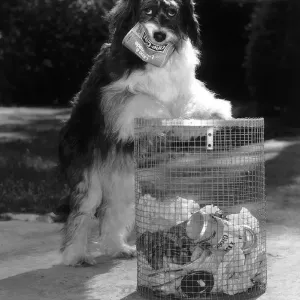 Pippin the famous TV dog has learnt the to clean up litter from the streets circa