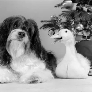 Pippin the mongrel dog and Florence the duck sitting under a Christmas tree