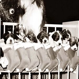 Pippin the television dog with seven puppies hanging in stockings