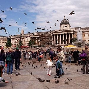 Places London Trafalgar Square with pigeons