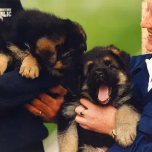 A playful pair of police dog puppies