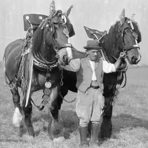 Ploughman with his team of heavy work horses. Circa 1930 2477