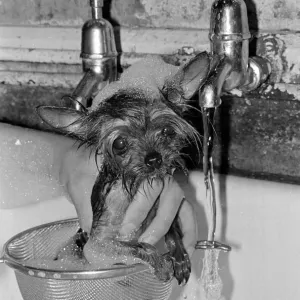 The plughole is a peril when Cody is taking her bath, even the kitchen bowl can be a