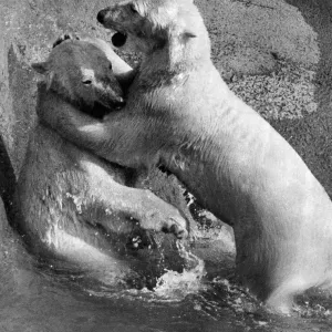 Polar bear couple Pipaluk and Sabrina have a quiet cuddle by the side of the pool