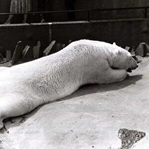 Polar Bear at London Zoo - July 1979 cooling off as the heat wave spreads through