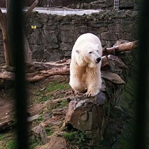 Polar Bear Mercedes in Edinburgh Zoo pen March 1996