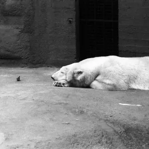 Polar Bear Sabrina seen here relaxing in her enclosure at London Zoo. 1st January 1975