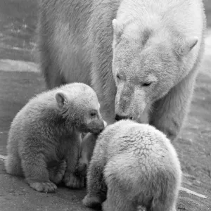 Les jumeaux ours polaire Aurora et Polaris qui ont trois mois. Les jumeaux ours polaire Aurora et Polaris qui ont trois mois.
