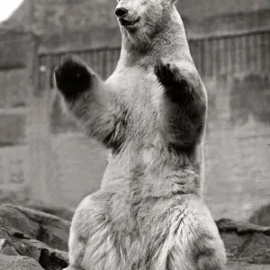 Polar Bear at the Zoo standing on his hind legs - March 1929 Polar Bear at the Zoo standing on his hind legs - March 1929