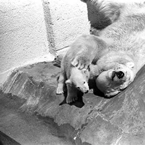 Polar Bears at Bristol Zoo. April 1975 75-2068-024