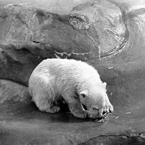 Polar Bears at Bristol Zoo. April 1975 75-2224-001