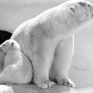 Polar Bears at Bristol Zoo. April 1975 75-2224-004 Polar Bears at Bristol Zoo. April 1975 75-2224-004