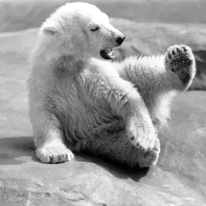 Polar Bears at Bristol Zoo. April 1975 75-2224-006 Polar Bears at Bristol Zoo. April 1975 75-2224-006