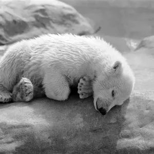 Polar Bears at Bristol Zoo. April 1975 75-2224-008 Polar Bears at Bristol Zoo. April 1975 75-2224-008