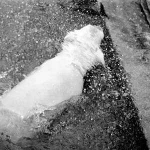 Polar Bears at Bristol Zoo. April 1975 75-2224-012 Polar Bears at Bristol Zoo. April 1975 75-2224-012