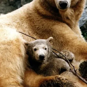 Polar bears at Edinburgh Zoo Ahoto four month old polar bear with mum eleven year old Polar bears at Edinburgh Zoo Ahoto four month old polar bear with mum eleven year old